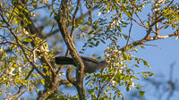 013 Birds Guttenberg 2025 Pikes Peak Iowa Catbird In Black Locust Tree