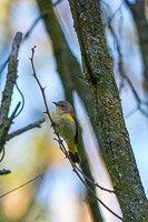 017 Birds Guttenberg 2025 Pikes Peak Iowa 