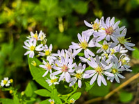 1002 Guttenberg 2025 Pikes Peak Iowa Roadside Flowers 2025 