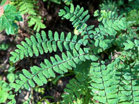 1003 Guttenberg 2025 Pikes Peak Iowa Roadside Flowers 2025 