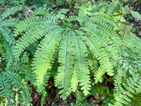 1004 Guttenberg 2025 Pikes Peak Iowa Roadside Flowers 2025 