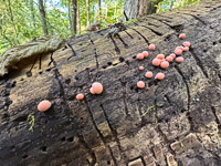 1005 Guttenberg 2025 Pikes Peak Iowa Roadside Flowers 2025 