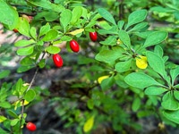 1006 Guttenberg 2025 Pikes Peak Iowa Roadside Flowers 2025 