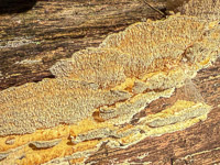 1008 Guttenberg 2025 Pikes Peak Iowa Roadside Flowers 2025 