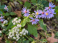 1009 Guttenberg 2025 Pikes Peak Iowa Roadside Flowers 2025 