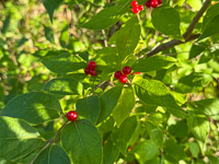 1021 Guttenberg 2025 Pikes Peak Iowa Roadside Flowers 2025 