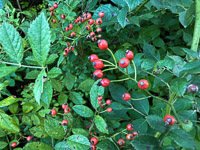 1023 Guttenberg 2025 Pikes Peak Iowa Roadside Flowers 2025 