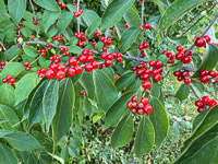 1024 Guttenberg 2025 Pikes Peak Iowa Roadside Flowers 2025 