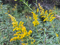 1028 Guttenberg 2025 Pikes Peak Iowa Roadside Flowers 2025 