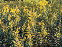1034 Guttenberg 2025 Pikes Peak Iowa Roadside Flowers 2025 