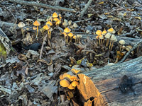 1041 Guttenberg 2025 Pikes Peak Iowa Roadside Flowers 2025 