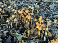 1042 Guttenberg 2025 Pikes Peak Iowa Roadside Flowers 2025 