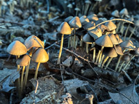 1046 Guttenberg 2025 Pikes Peak Iowa Roadside Flowers 2025 