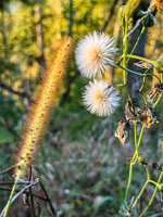 1049 Guttenberg 2025 Pikes Peak Iowa Roadside Flowers 2025 