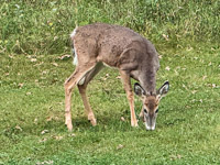 1050 Critters Guttenberg 2025 Pikes Peak Iowa 