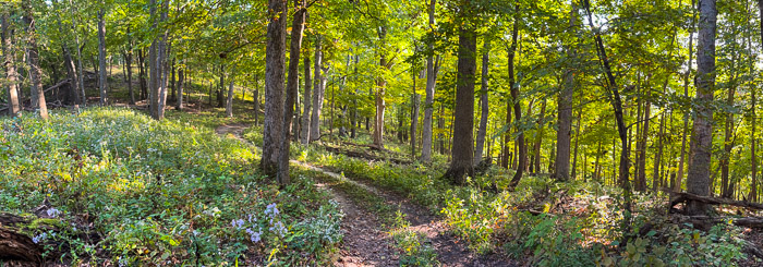 Trail Winding Under Oaks
