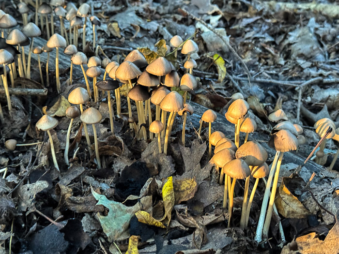Mushroom Forest