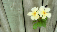 0011 Ragbrai 2025 Roadside Flowers 2025 Escape