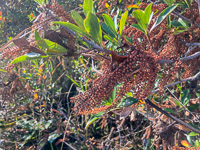 005 Okefenokee 2021 Roadside Flowers 2021 