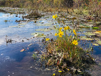 006 Okefenokee 2021 Roadside Flowers 2021 