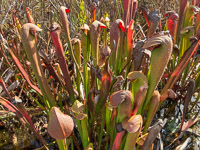 007 Okefenokee 2021 Pitcher Plants Roadside Flowers 2021 