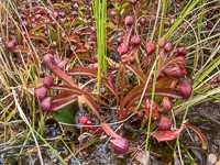 020 Okefenokee 2021 Pitcher Plants Roadside Flowers 2021 
