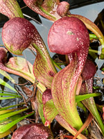 021 Okefenokee 2021 Pitcher Plants Roadside Flowers 2021 