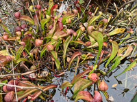 022 Okefenokee 2021 Pitcher Plants Roadside Flowers 2021 
