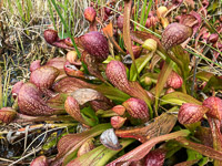 024 Okefenokee 2021 Pitcher Plants Roadside Flowers 2021 