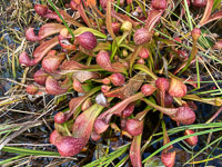 025 Okefenokee 2021 Pitcher Plants Roadside Flowers 2021 