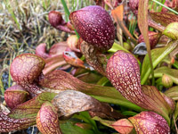 026 Okefenokee 2021 Pitcher Plants Roadside Flowers 2021 