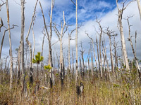 027 Okefenokee 2021 