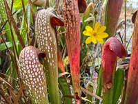 029 Okefenokee 2021 Pitcher Plants Roadside Flowers 2021 