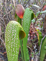 030 Okefenokee 2021 Pitcher Plants Roadside Flowers 2021 