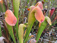 031 Okefenokee 2021 Pitcher Plants Roadside Flowers 2021 