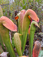 032 Okefenokee 2021 Pitcher Plants Roadside Flowers 2021 