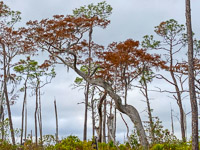 033 Okefenokee 2021 