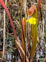 036 Okefenokee 2021 Pitcher Plants Roadside Flowers 2021 