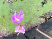 053 Okefenokee 2021 Roadside Flowers 2021 Purple Bladderwort
