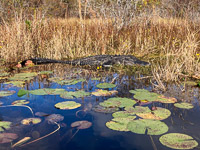 054 Okefenokee 2021 