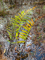 058 Okefenokee 2021 