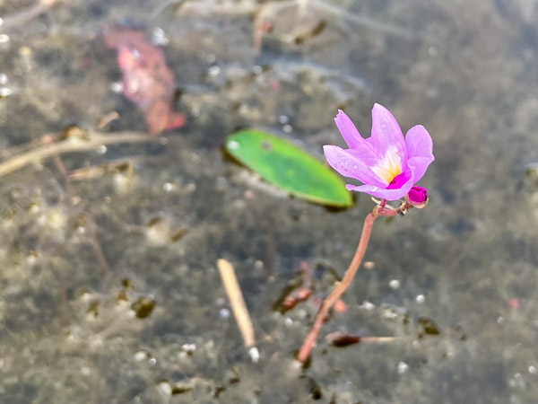 Purple Bladderwort (Carnivorous)