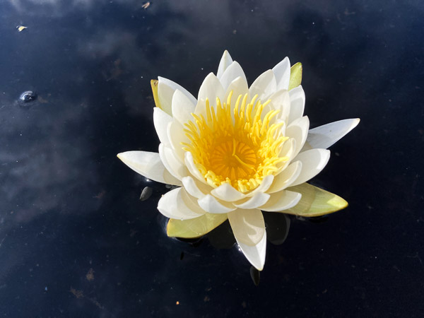 Fragrant Waterlily
