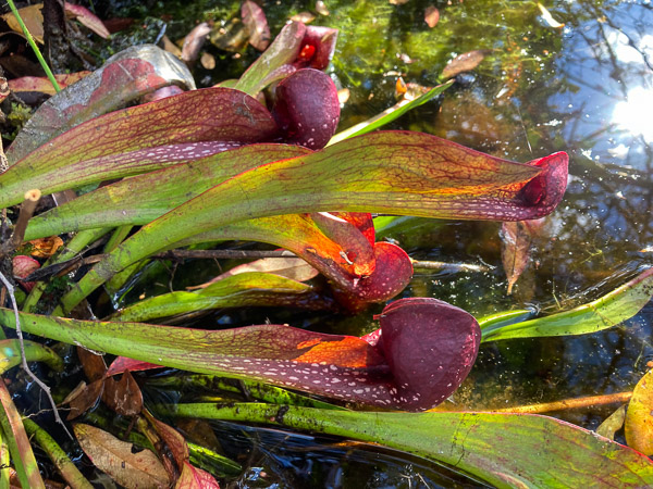 Parrot Pitcher Plant