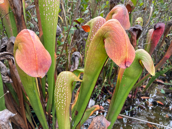 Hooded Pitcher Plant