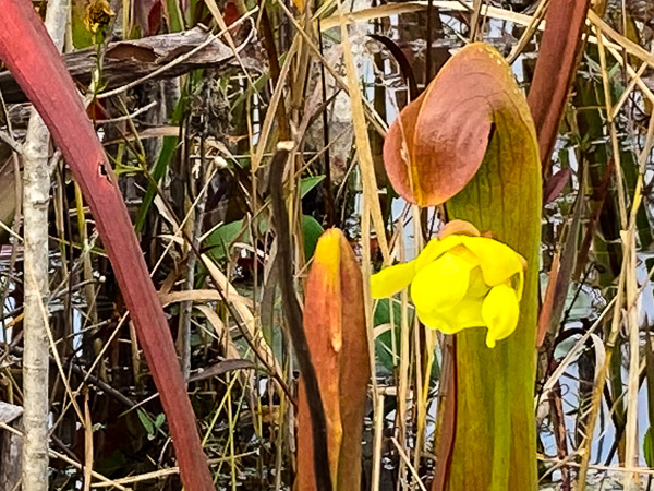 Hooded Pitcher Plant in Bloom