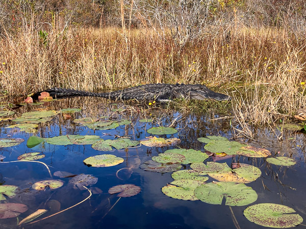 Ten Foot Gator!