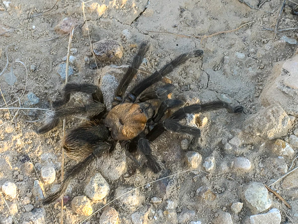 Tarantula