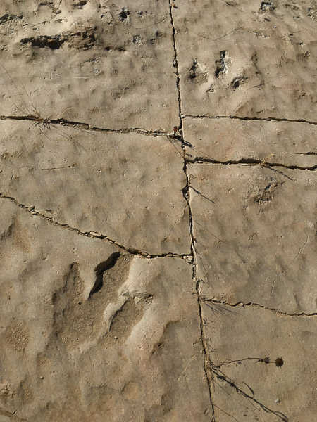 Three-Toed Theropod (Carnivore) Tracks