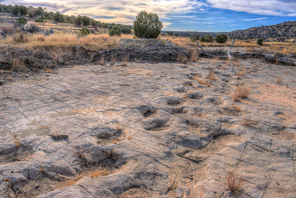Two Parallel Sauropod (Herbivore) Trackways